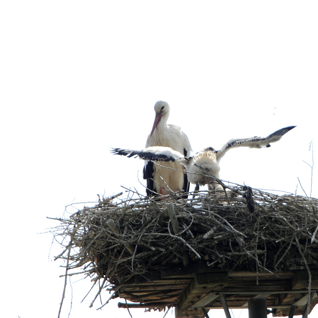 Storch7