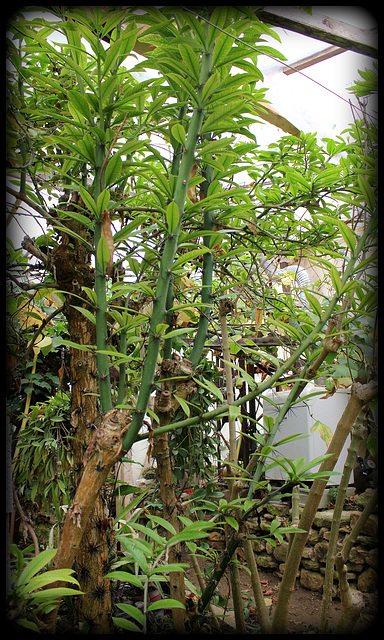 Pereskia- Cactacées