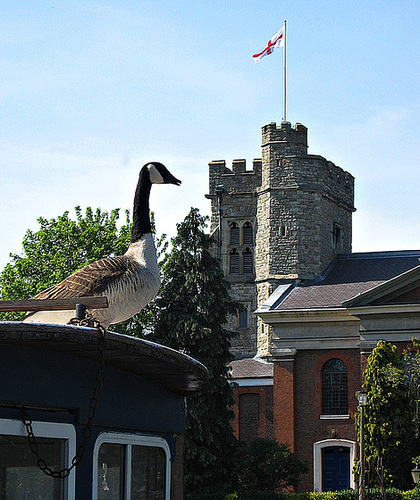 St George and a goose