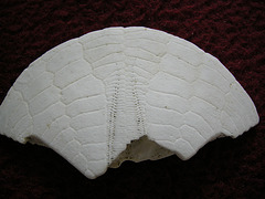 Sanddollar