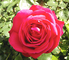 Rose au printemps