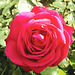 Rose au printemps