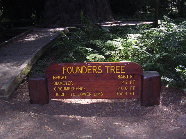 Founders Tree - PiP