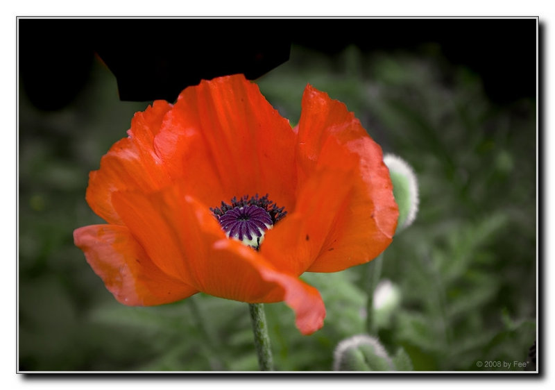 Mohn