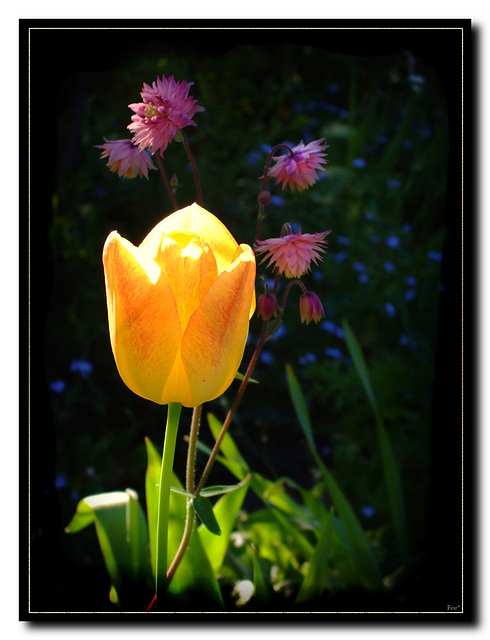 Yellow beauty