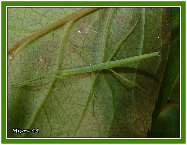 MON JARDIN