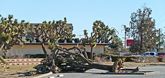Fallen Joshua Tree - Yucca Valley (2619)
