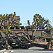 Fallen Joshua Tree - Yucca Valley (2619)