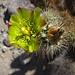 Cholla Flower (4417)