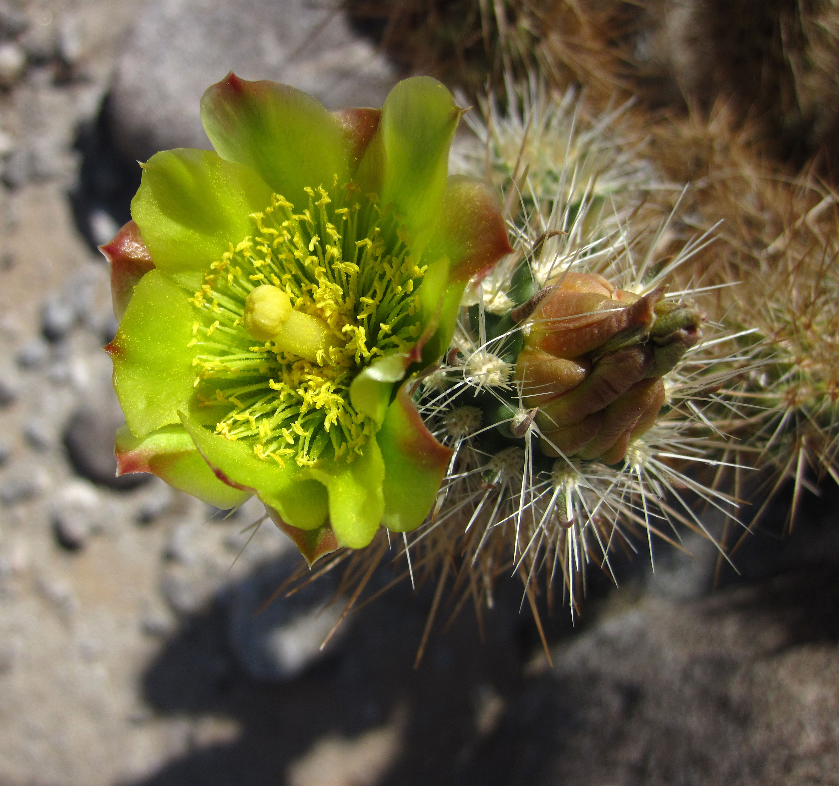 Cholla Flower (4417)
