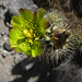 Cholla Flower (4417A)