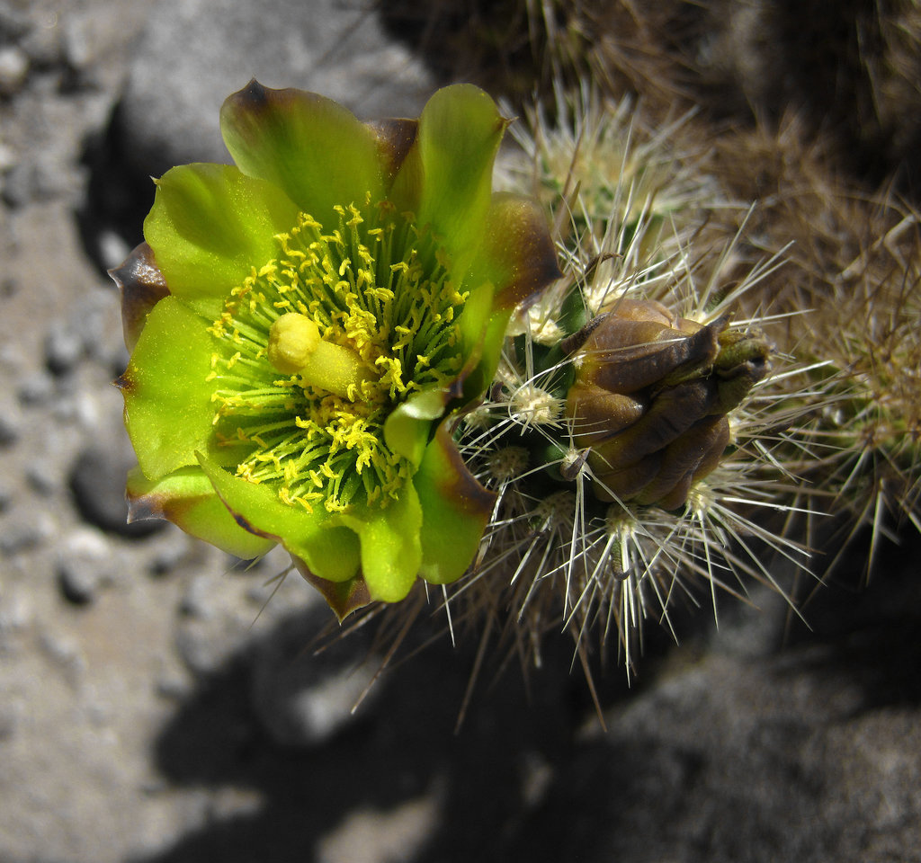 Cholla Flower (4417A)