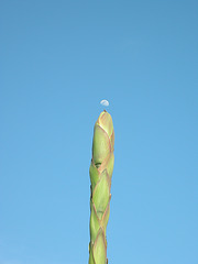 Agave wächst zum Mond