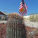 Cactus With Flag (0081)