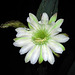 Cereus Bloom (1142)