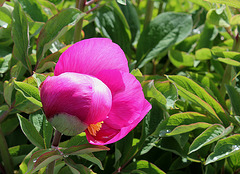 Paeonia arietina 'N'Glory'