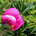 Paeonia arietina 'N'Glory'