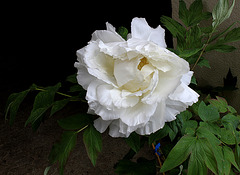 Pivoine 'Gengioraku' (2)