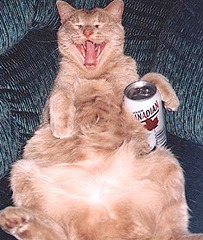 Chat ivre