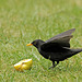 Amsel1