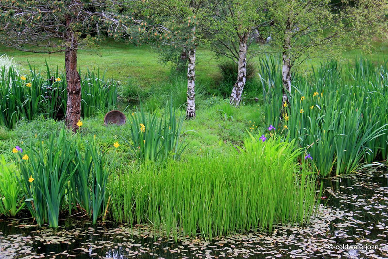 Blue and yellow flag irises around the island