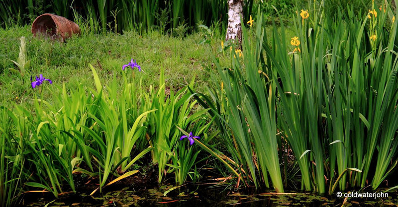 Blue and yellow Iris