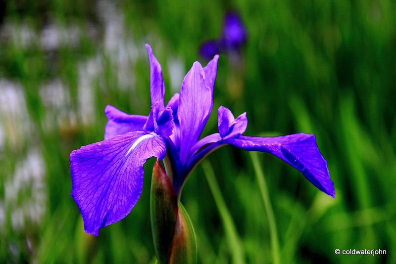 Blue Flag Iris