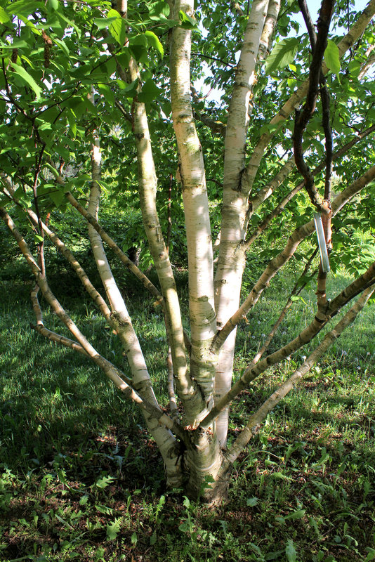 Betula albosinensis 'Hergest'