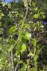 Cercis siliquastrum 'Alba'