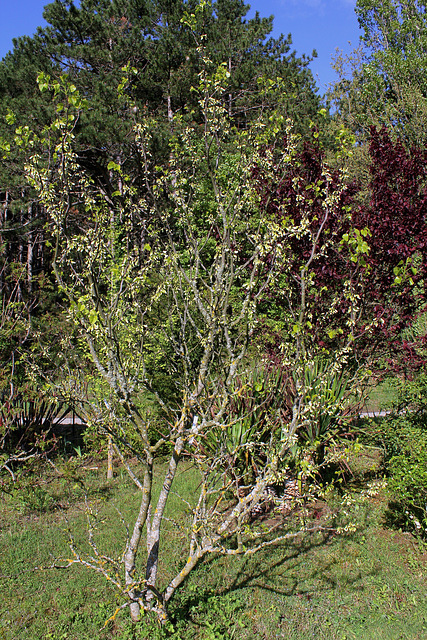 Cercis siliquastrum 'Alba'  (2)