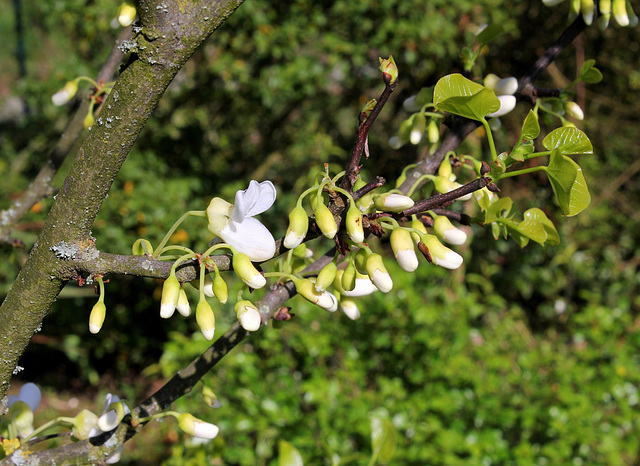 Cercis siliquastrum 'Alba'  (3)