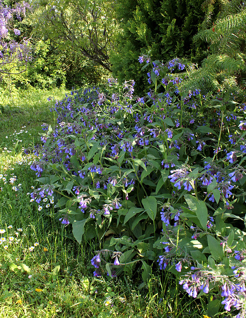 Consoude bleue