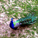 Pavo real.