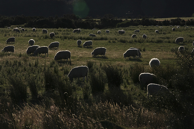 Leuchtschafe