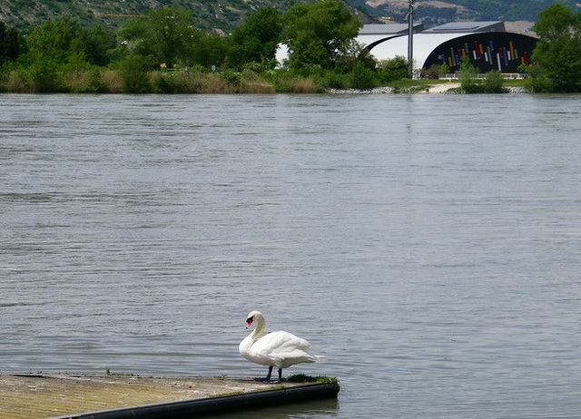 Cygne