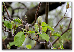 Magnolia acuminata- Débourrement et boutons de fleurs