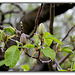 Magnolia acuminata- Débourrement et boutons de fleurs