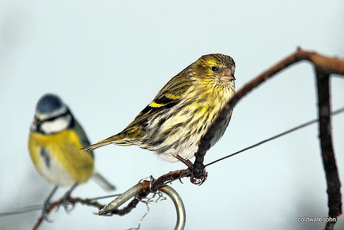 Bluetit and Siskin 5231375922 o