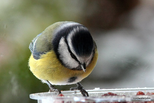 Bluetit feeding on a cold snowy morning...