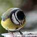 Bluetit feeding on a cold snowy morning...