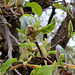 Magnolia acuminata - Fleurs en cours d'éclosion