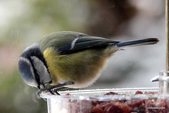 Bluetit feeding on a cold snowy morning...