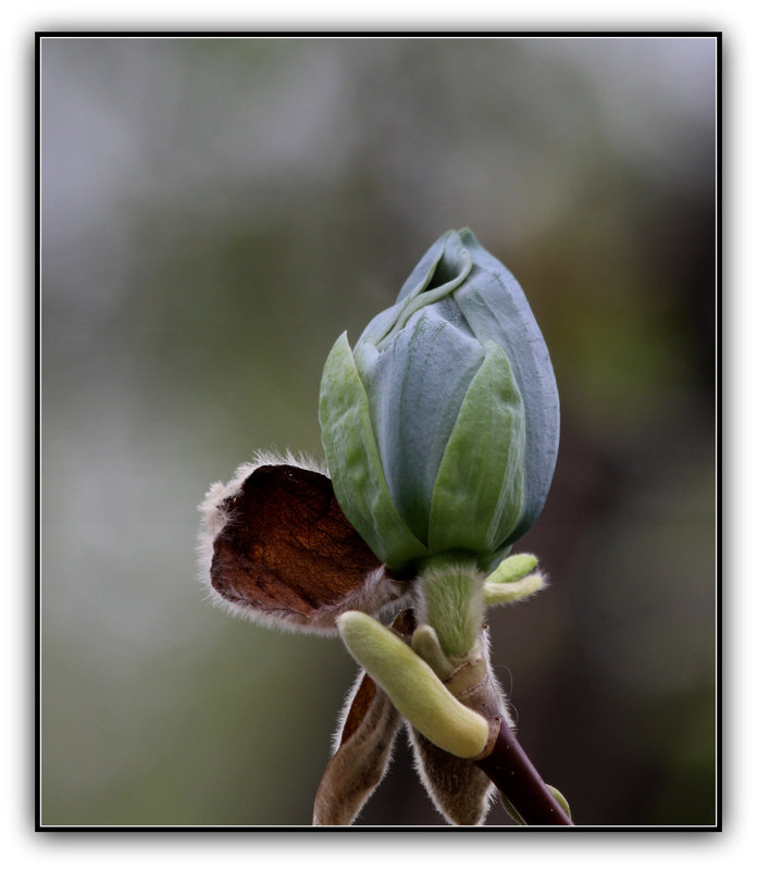 Magnolia acuminata Acci - Bouton de fleur