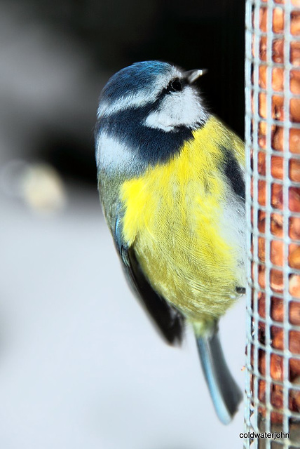 Bluetit 5230783359 o