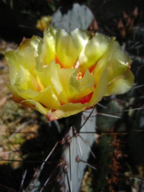 Cactus Flower (2411)