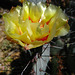 Cactus Flower (2411)