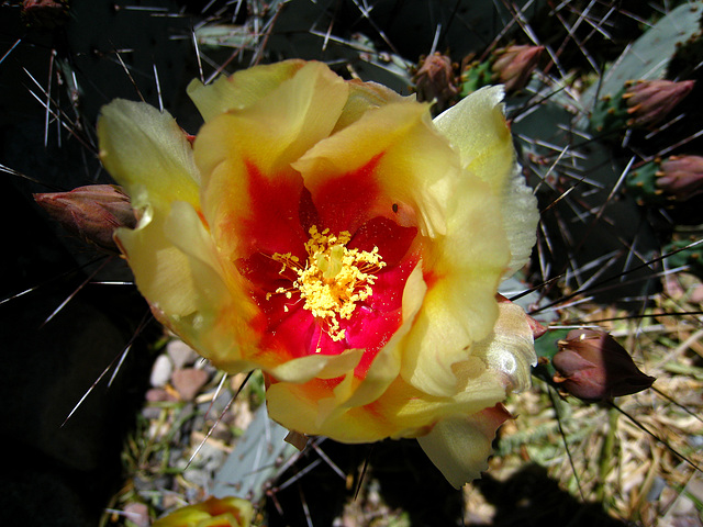 Cactus Flower (2412)