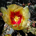 Cactus Flower (2412)