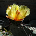 Cactus Flower (2413)