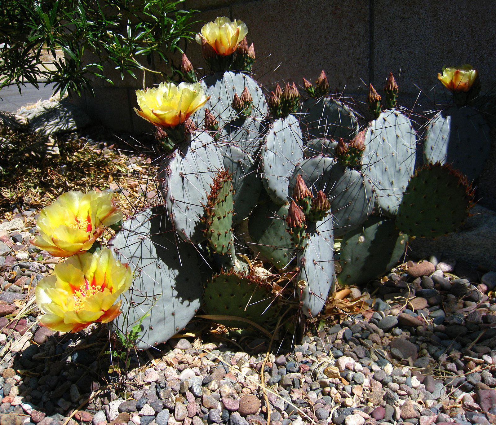 Cactus Flowers (2414)
